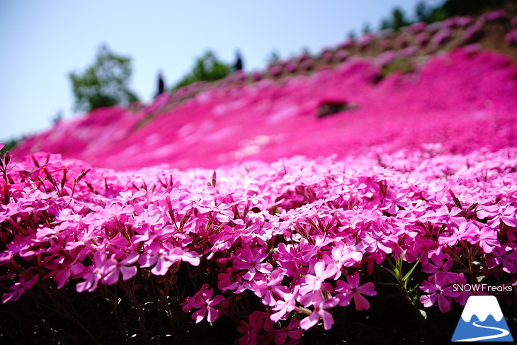 倶知安旭ヶ丘スキー場と三島さん家の芝桜の丘。